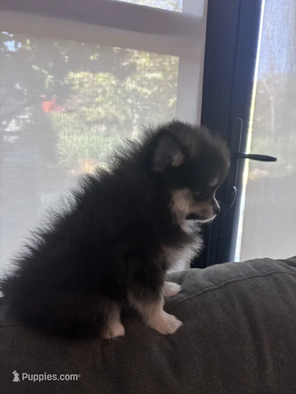 Lucy – Pomeranian puppy for sale in Canoga Park, CA