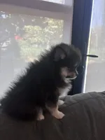 Lucy, a female Pomeranian for sale in Canoga Park, CA – 1 of 6