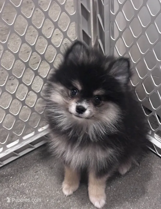 Luka  – Pomeranian puppy for sale in Canoga Park, CA