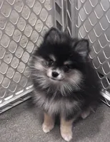Luka , a female Pomeranian for sale in Canoga Park, CA – 1 of 2