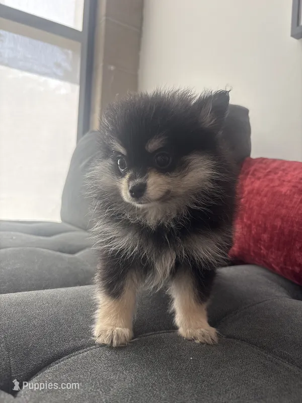 Loka – Pomeranian puppy for sale in Canoga Park, CA