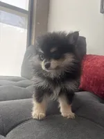 Loka, a female Pomeranian for sale in Canoga Park, CA – 1 of 4