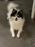Loki, a male Pomeranian for sale in Canoga Park, CA – 2 of 2