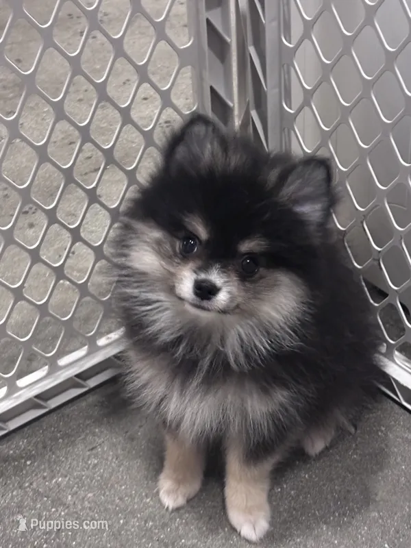 Lucy – Pomeranian puppy for sale in Canoga Park, CA
