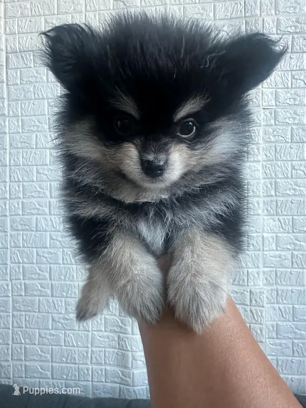 Lucy – Pomeranian puppy for sale in Canoga Park, CA