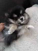 Lucy, a female Pomeranian for sale in Canoga Park, CA – 6 of 6
