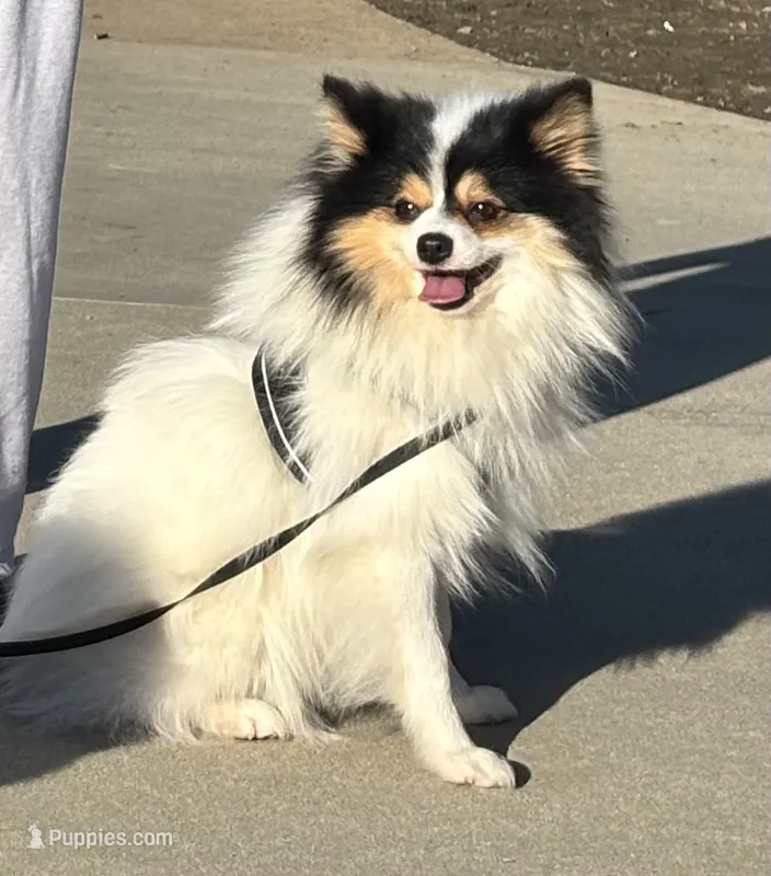 Loki – Pomeranian puppy for sale in Los Angeles, CA