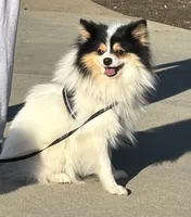 Loki, a male Pomeranian for sale in Los Angeles, CA – 1 of 1