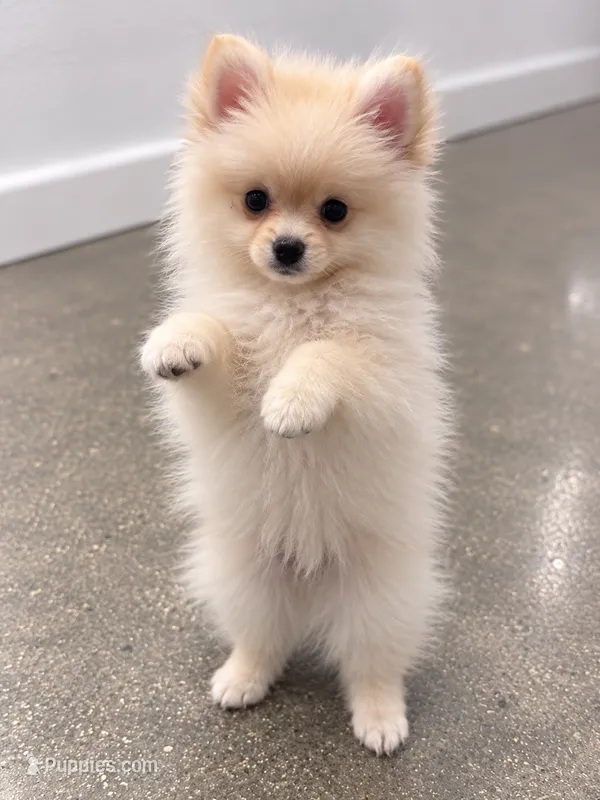 Ayla – Pomeranian puppy for sale in Canoga Park, CA