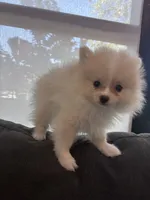 Ayla, a female Pomeranian for sale in Canoga Park, CA – 2 of 5