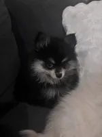 Loka, a female Pomeranian for sale in Canoga Park, CA – 3 of 4