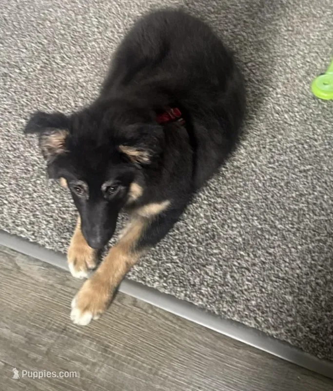Daisy – Australian Shepherd puppy for sale in Ravenna, OH