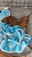 Miso, a female Poodle - Toy  for sale in Houston, TX – 3 of 5