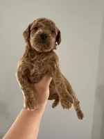 Miso, a female Poodle - Toy  for sale in Houston, TX – 5 of 5