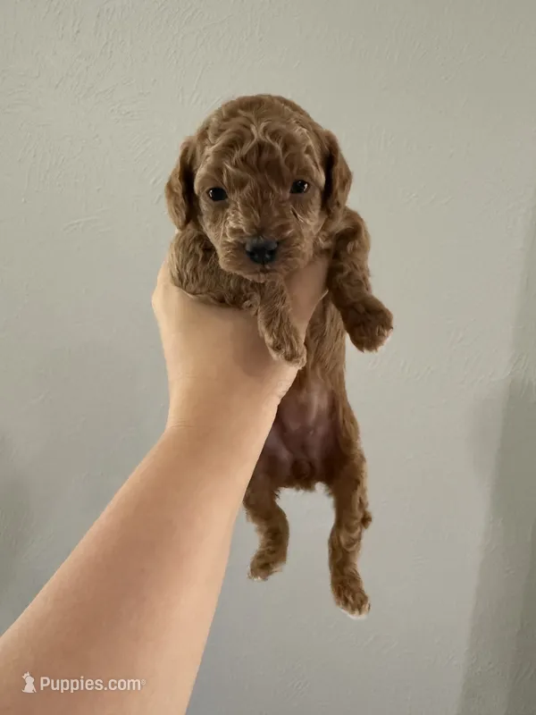 Miso – Poodle - Toy  puppy for sale in Houston, TX