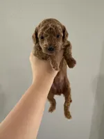 Miso, a female Poodle - Toy  for sale in Houston, TX – 1 of 5
