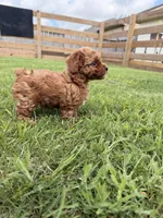 Dumpling, a female Poodle - Toy  for sale in Houston, TX – 1 of 3