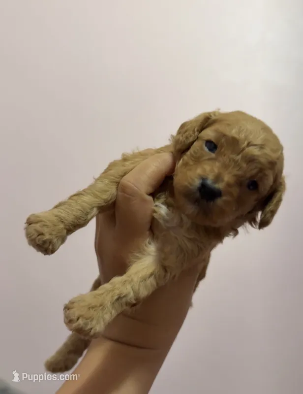 Tofu – Poodle - Toy  puppy for sale in Houston, TX