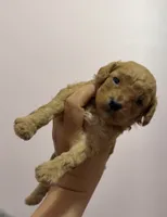 Tofu, a female Poodle - Toy  for sale in Houston, TX – 1 of 1