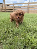 Dumpling, a female Poodle - Toy  for sale in Houston, TX – 3 of 3