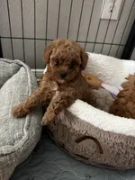 Dumpling, a female Poodle - Toy  for sale in Houston, TX – 2 of 3
