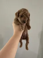 Miso, a female Poodle - Toy  for sale in Houston, TX – 4 of 5