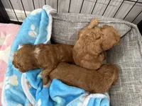Miso, a female Poodle - Toy  for sale in Houston, TX – 2 of 5