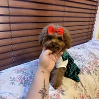 Tiny Lulu poodle, a female Poodle - Toy  for sale in Laurel, MD – Photo 1 of 8