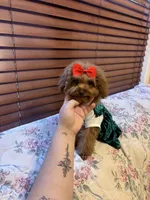 Tiny Lulu poodle, a female Poodle - Toy  for sale in Laurel, MD – Photo 1 of 8