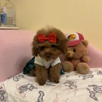 Tiny Lulu poodle, a female Poodle - Toy  for sale in Laurel, MD – Photo 4 of 8