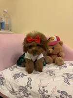 Tiny Lulu poodle, a female Poodle - Toy  for sale in Laurel, MD – Photo 4 of 8