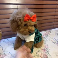 Tiny Lulu poodle, a female Poodle - Toy  for sale in Laurel, MD – Photo 3 of 8