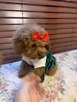 Tiny Lulu poodle, a female Poodle - Toy  for sale in Laurel, MD – Photo 3 of 8