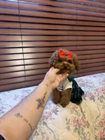 Tiny Lulu poodle, a female Poodle - Toy  for sale in Laurel, MD – Photo 6 of 8