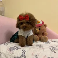 Tiny Lulu poodle, a female Poodle - Toy  for sale in Laurel, MD – Photo 2 of 8