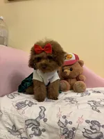 Tiny Lulu poodle, a female Poodle - Toy  for sale in Laurel, MD – Photo 2 of 8