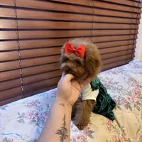 Tiny Lulu poodle, a female Poodle - Toy  for sale in Laurel, MD – Photo 7 of 8