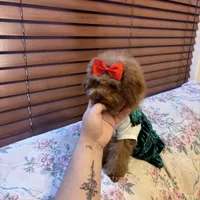 Tiny Lulu poodle, a female Poodle - Toy  for sale in Laurel, MD – Photo 8 of 8