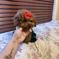 Tiny Lulu poodle, a female Poodle - Toy  for sale in Laurel, MD – Photo 5 of 8