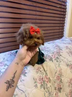 Tiny Lulu poodle, a female Poodle - Toy  for sale in Laurel, MD – Photo 5 of 8