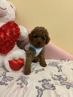Milo, a male Poodle - Toy  for sale in Laurel, MD – 8 of 10