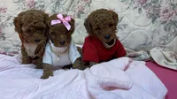 chester , a male Poodle - Toy  for sale in Laurel, MD – 3 of 10