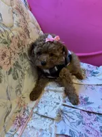 Ruby, a female Poodle - Toy  for sale in Laurel, MD – 4 of 10