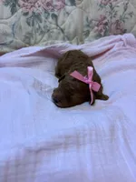 Gia toy poodle, a female Poodle - Toy  for sale in Laurel, MD – 1 of 1