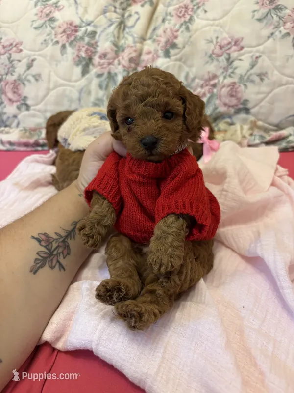 Tiny chester  – Poodle - Toy  puppy for sale in Laurel, MD