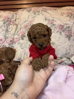 chester , a male Poodle - Toy  for sale in Laurel, MD – 8 of 10