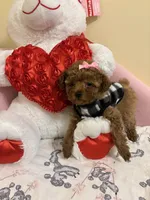 Ruby, a female Poodle - Toy  for sale in Laurel, MD – 10 of 10