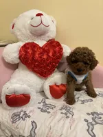 Milo, a male Poodle - Toy  for sale in Laurel, MD – 6 of 10