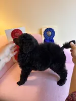 Bentley standard poodle, a male Poodle - Standard  for sale in Laurel, MD – 3 of 7