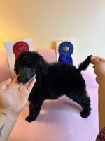 Bentley standard poodle, a male Poodle - Standard  for sale in Laurel, MD – 2 of 7